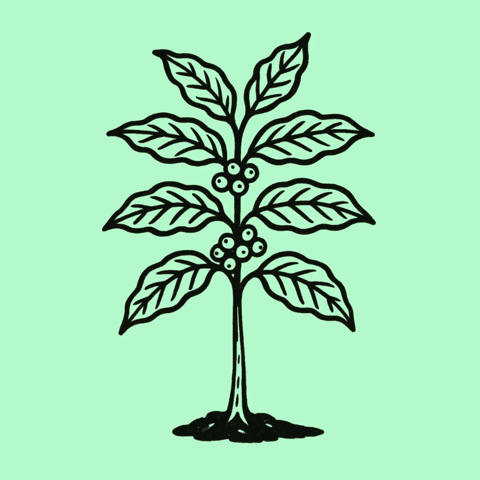 ¿Qué es respetar el grano? (Y por qué todos somos parte del mundo del café)